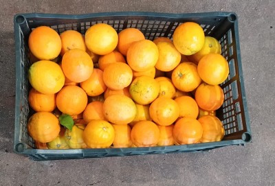 Foto Arance Varietà Navel Calibro 6/7 Origine Grecia Marchio Agri21 3